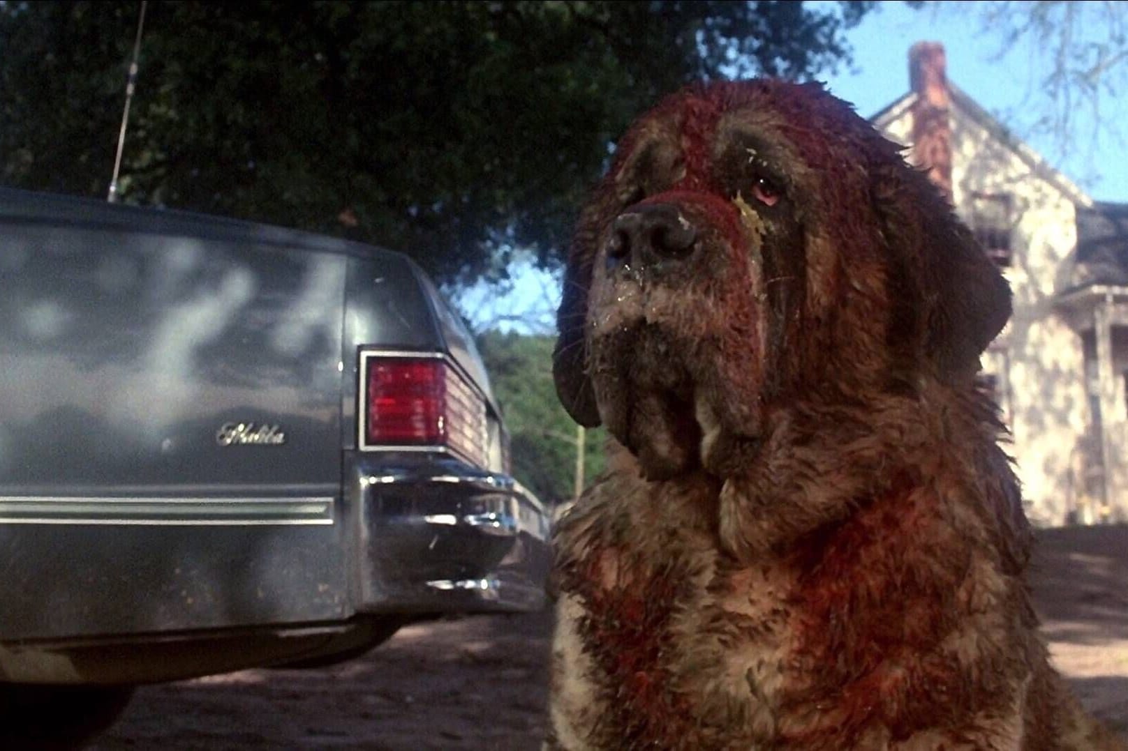 "Cujo": Der Horrorfilm kam 1983 in die Kinos.