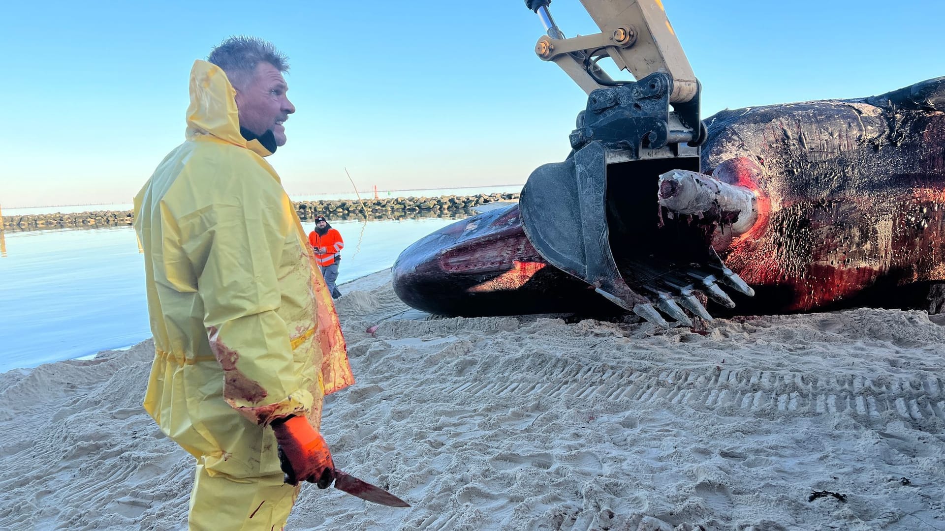 Toter Pottwal am Strand von Sylt