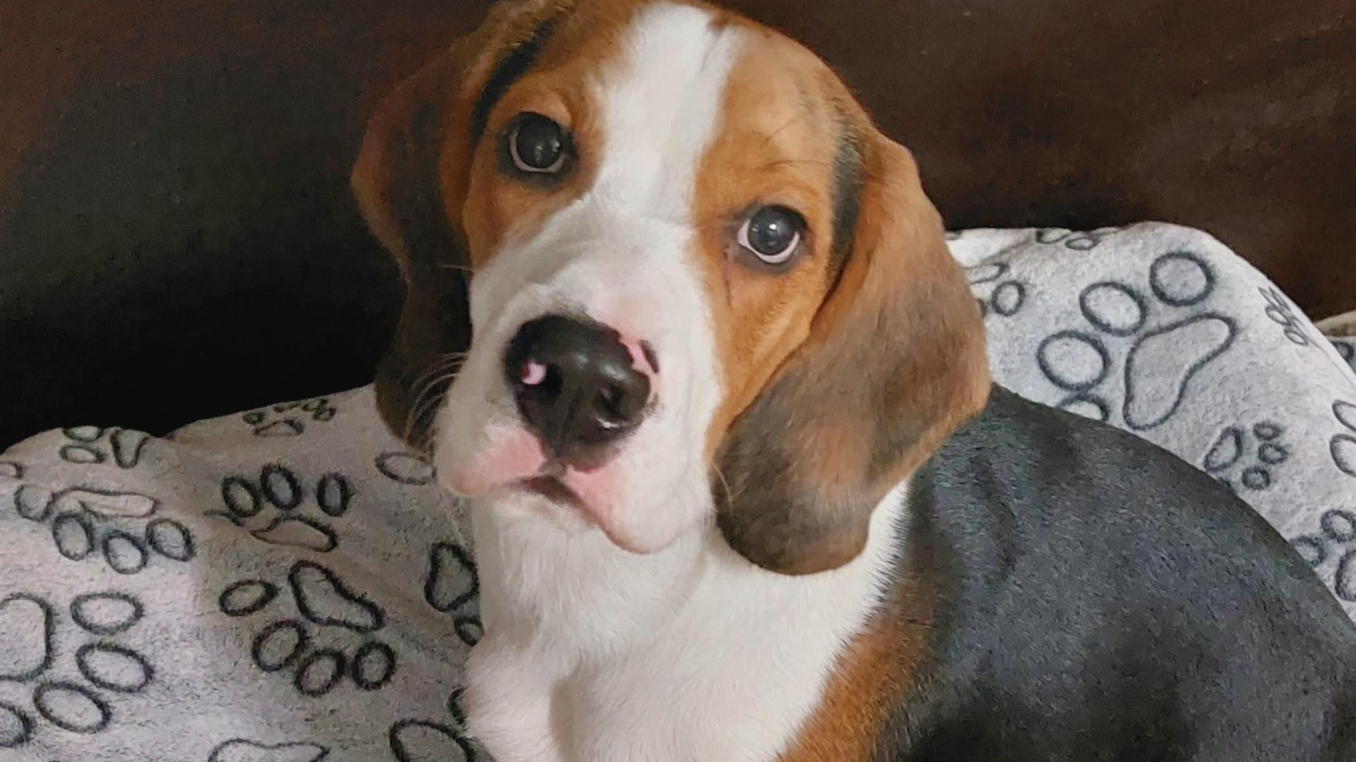 Die Besitzer waren schnell überfordert: Beagle Apollo ist gerade einmal ein Jahr alt und sucht erfahrene Halter.