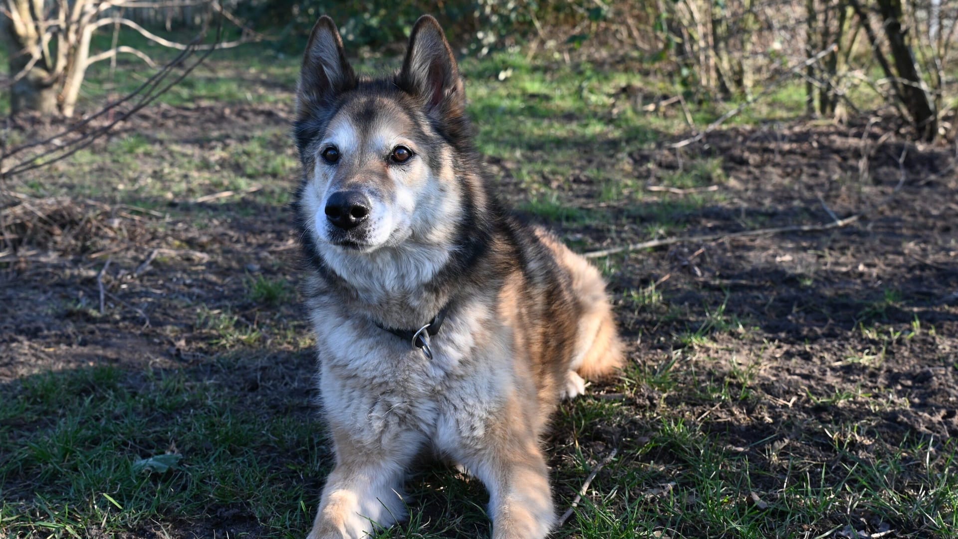 Heidi: Die Hündin ist ein Schäferhund-Husky-Mischling.