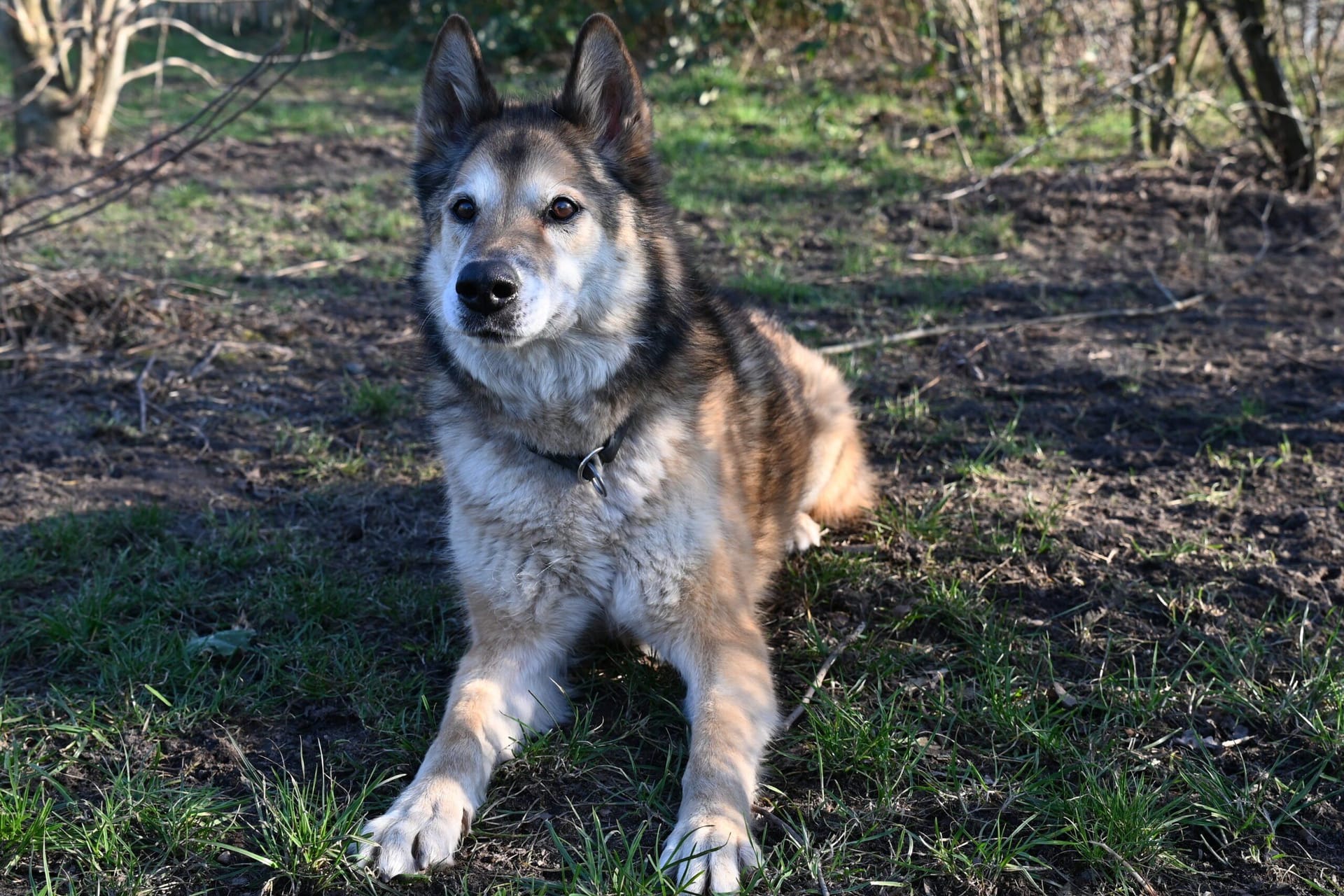 Heidi: Die Hündin ist ein Schäferhund-Husky-Mischling.