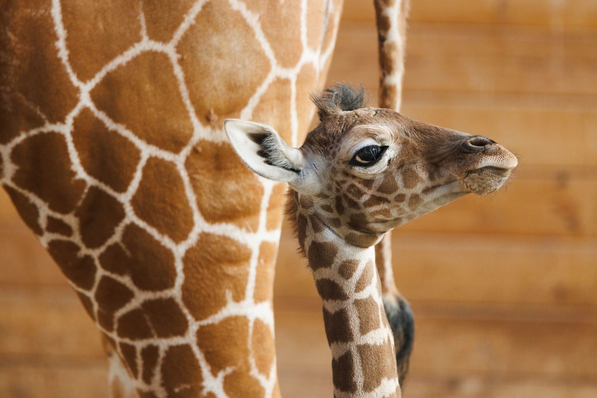 Giraffen-Nachwuchs im Opel-Zoo