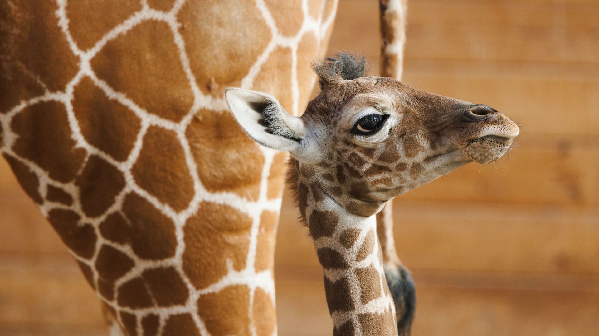 Giraffen-Nachwuchs im Opel-Zoo