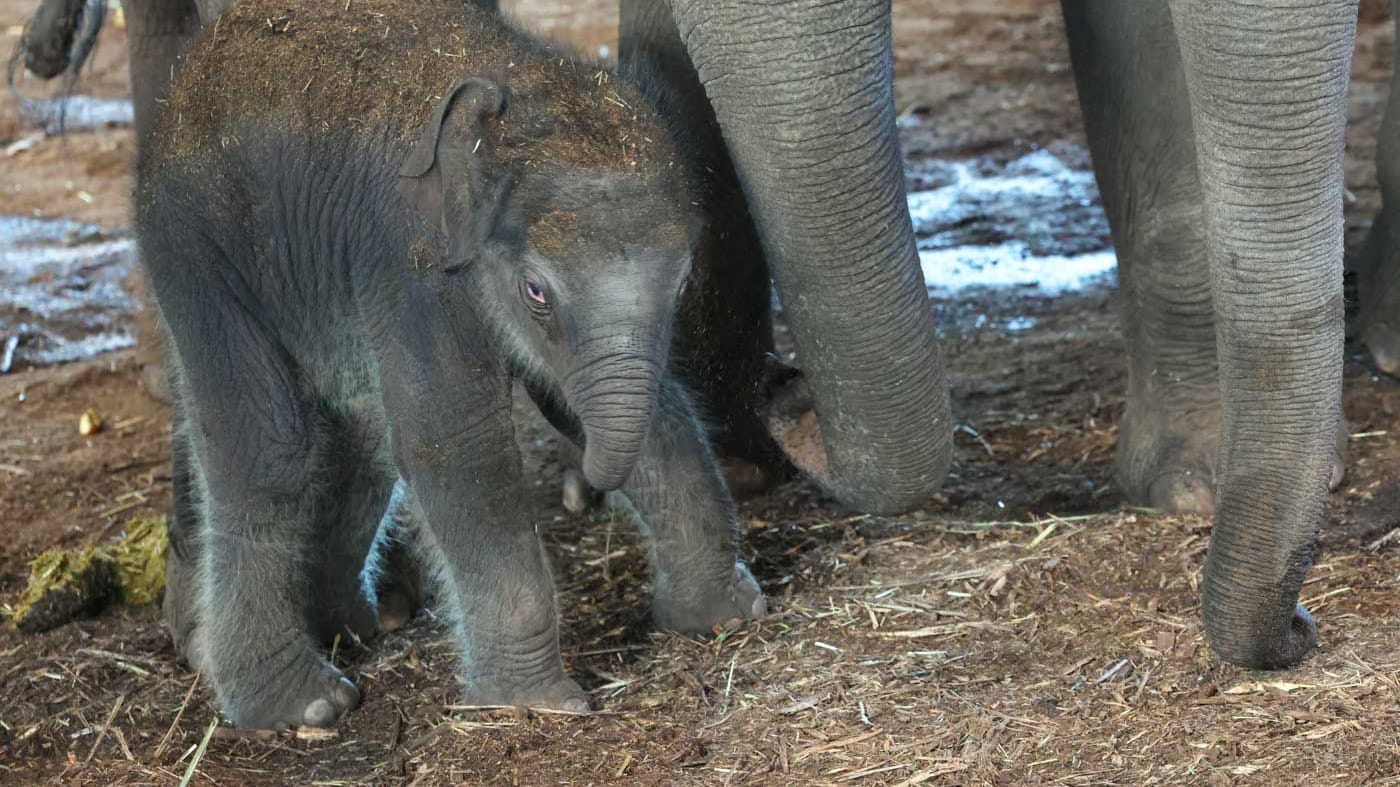 Das noch namenlose Elefantenbaby bei seiner Mutter Marlar: Im Kölner Zoo wird 2025 noch weiterer Nachwuchs bei den Dickhäutern erwartet.