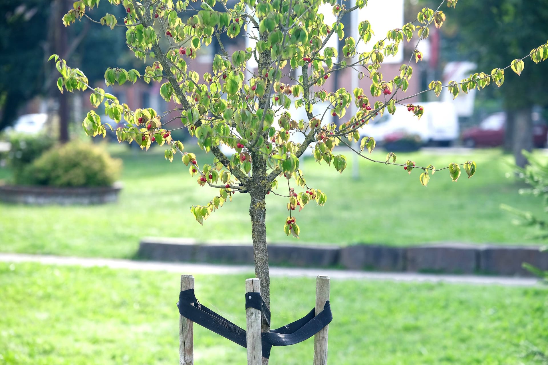 Pflanzung Jungbaum (Symbolbild): Ab dem 17. März können die Bewerbungen eingereicht werden.