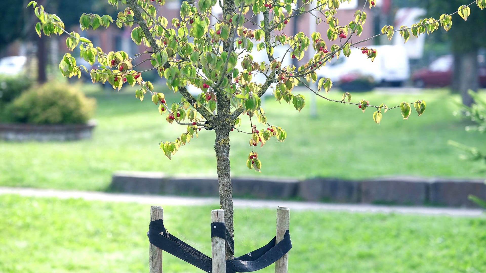 Pflanzung Jungbaum (Symbolbild): Ab dem 17. März können die Bewerbungen eingereicht werden.