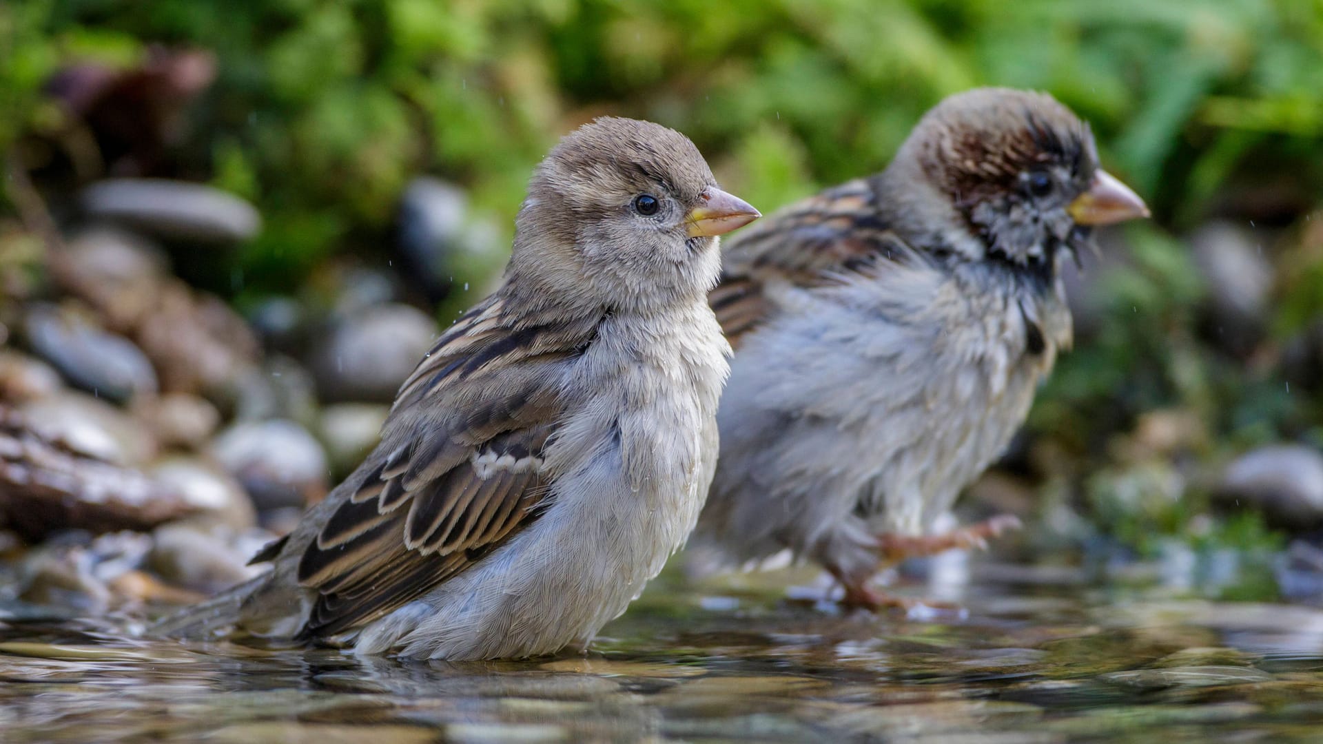 Haussperlinge nehmen ein Bad: Wie gut kennen Sie sich mit heimischen Vögeln aus?