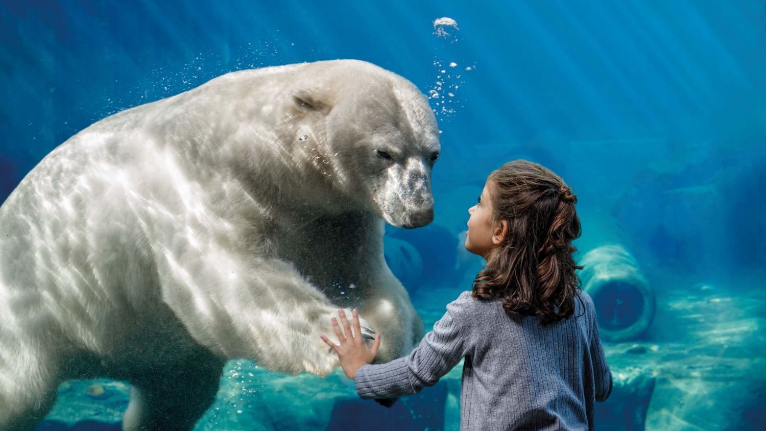 Ein Mädchen bestaunt einen Eisbären (Archivbild): Im Erlebnis-Zoo sind fast 2.000 Tiere zu Hause.