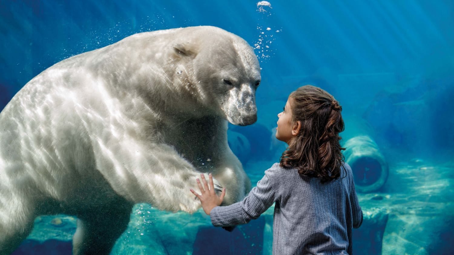 Ein Mädchen bestaunt einen Eisbären (Archivbild): Im Erlebnis-Zoo sind fast 2.000 Tiere zu Hause.