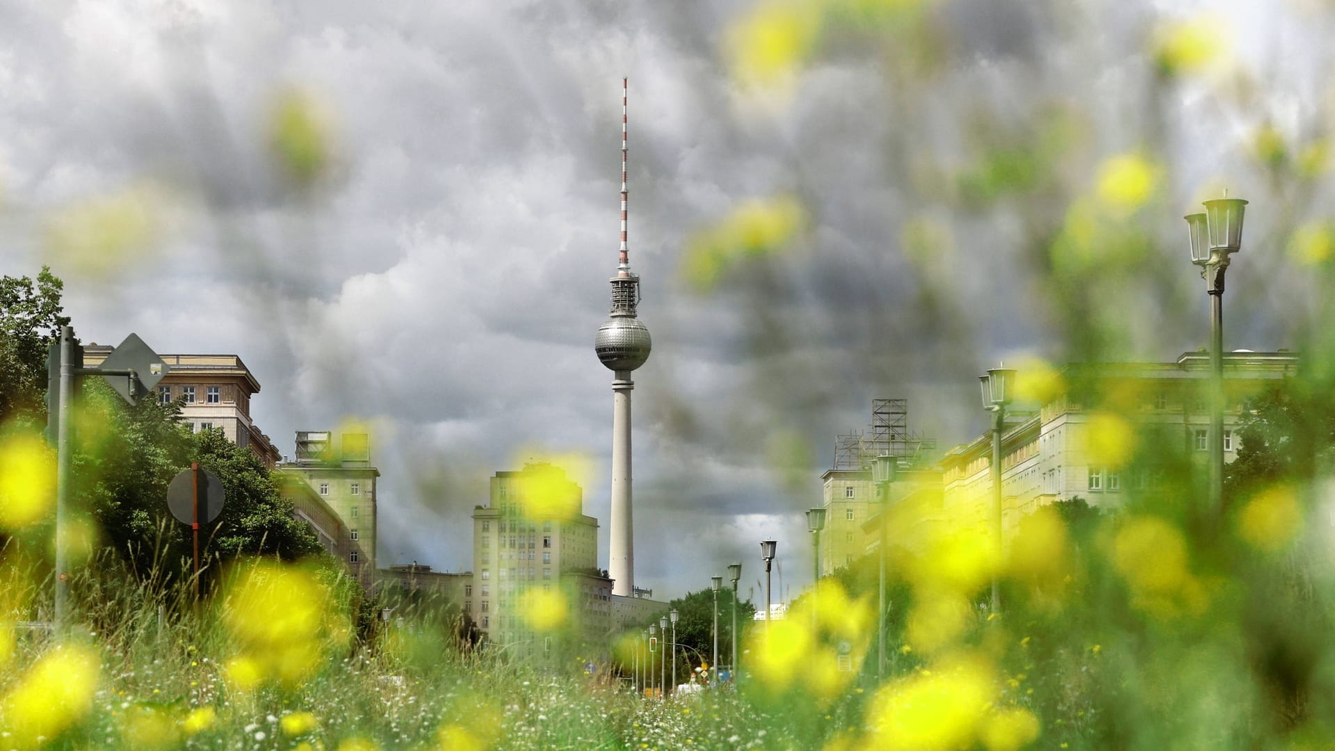 Blumen vor Fernsehturm (Archivbild): Diese Woche bleibt es kühler in der Stadt.