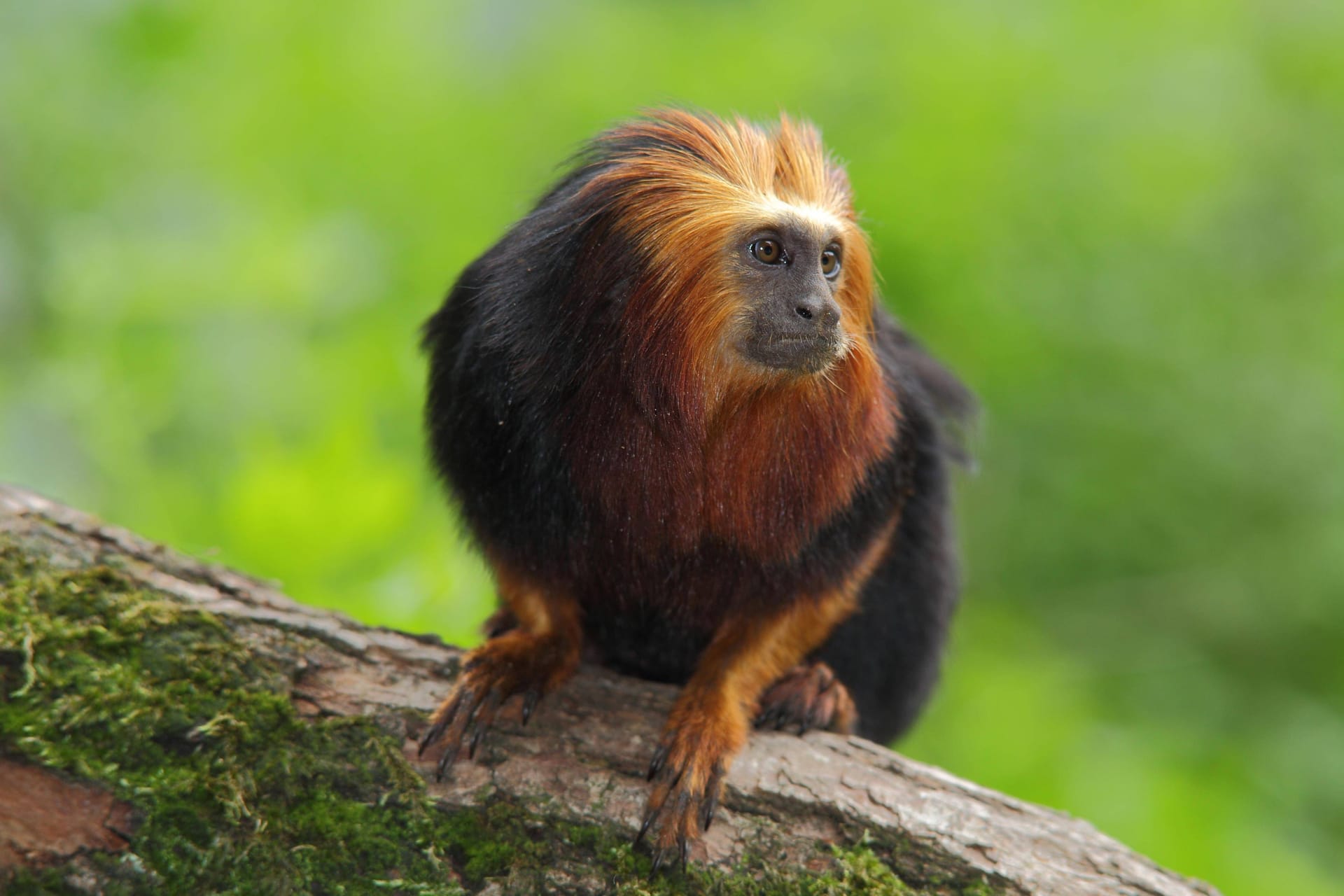 Ein Goldkopf-Löwenäffchen (Symbolbild): Die seltene Art gibt es im Tierpark Ströhen zu sehen,