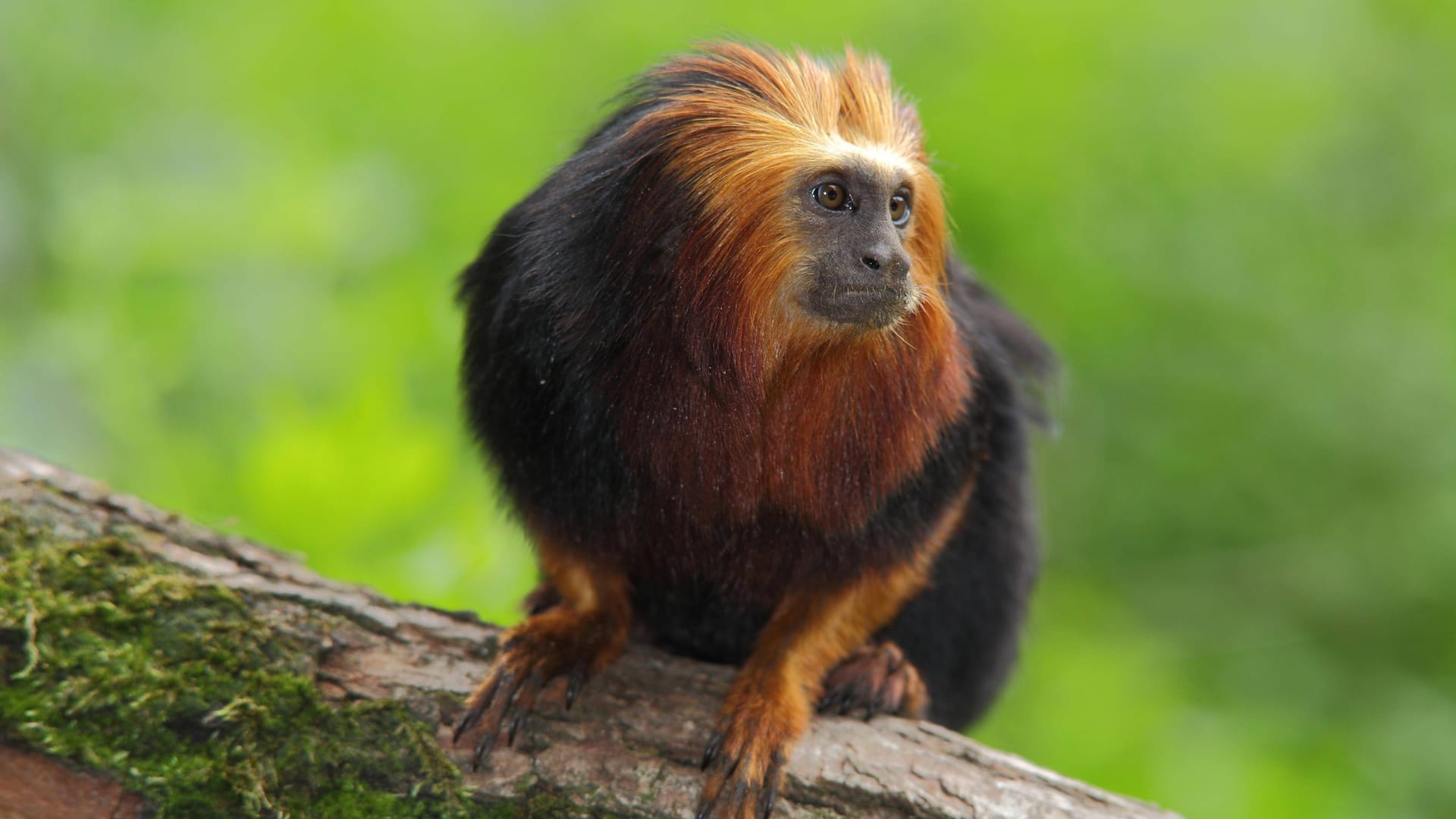 Ein Goldkopf-Löwenäffchen (Symbolbild): Die seltene Art gibt es im Tierpark Ströhen zu sehen,