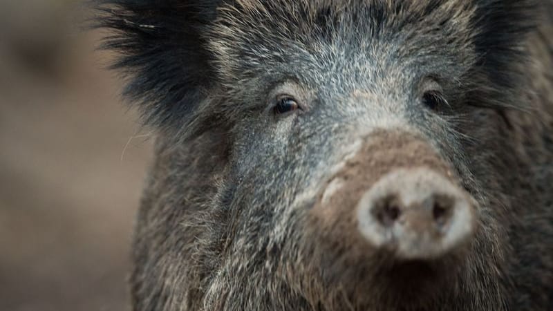 Ein Wildschwein schaut aus einem Wildschweingehege zum Fotografen.