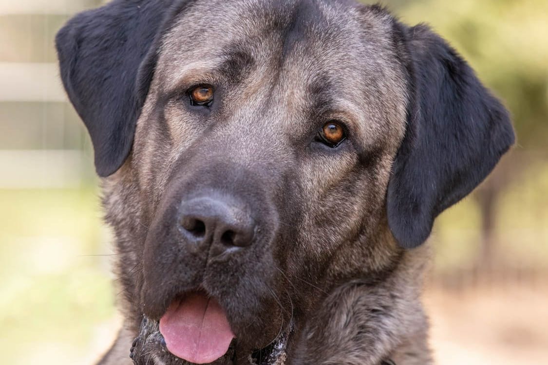 Bozo ist ein Kangal, der seit einem Jahr im Tierheim Nürnberg lebt.