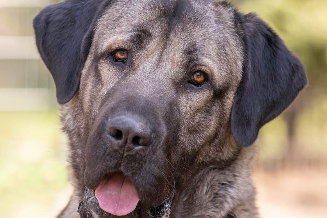 Bozo ist ein Kangal, der seit einem Jahr im Tierheim Nürnberg lebt.