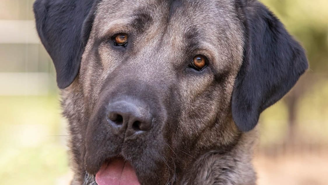 Bozo ist ein Kangal, der seit einem Jahr im Tierheim Nürnberg lebt.