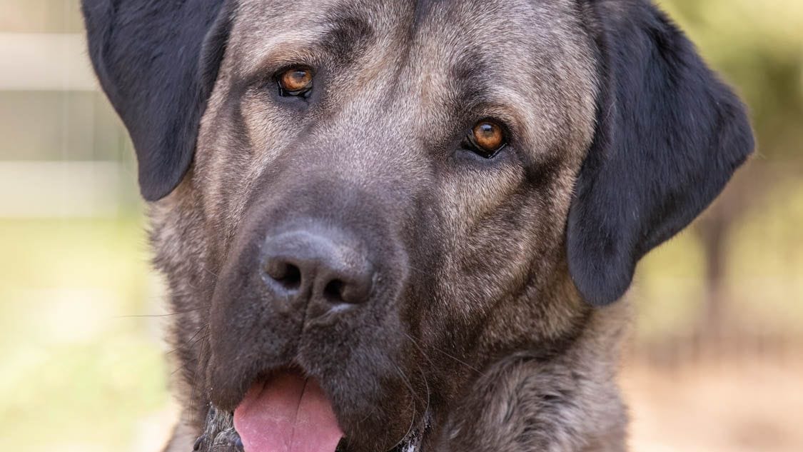 Bozo ist ein Kangal, der seit einem Jahr im Tierheim Nürnberg lebt.