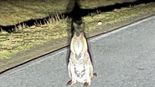 Dieses Foto ging am Montagabend bei der Polizei ein: Ein Känguru wurde auf der Kreisstraße 8725 zwischen Hohnstein und Sebnitz entdeckt.