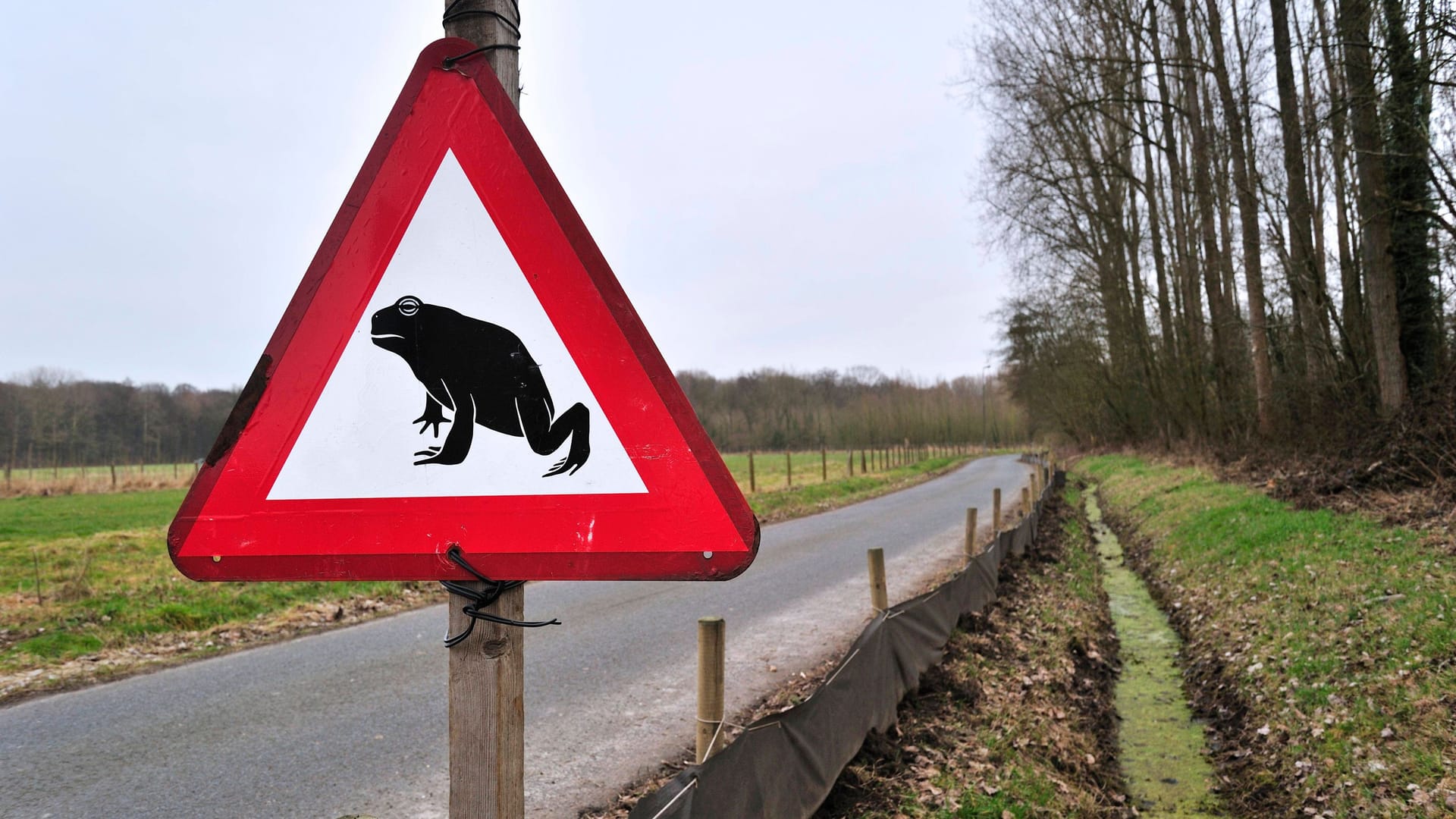 Ein Schild an einer Straße warnt vor wandernden Amphibien (Archivbild):