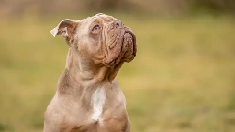 Typische Bulldogge: Aramis ist anhänglich, kann aber an ungemütlichen Tagen auch gut auf dem Sofa bleiben.