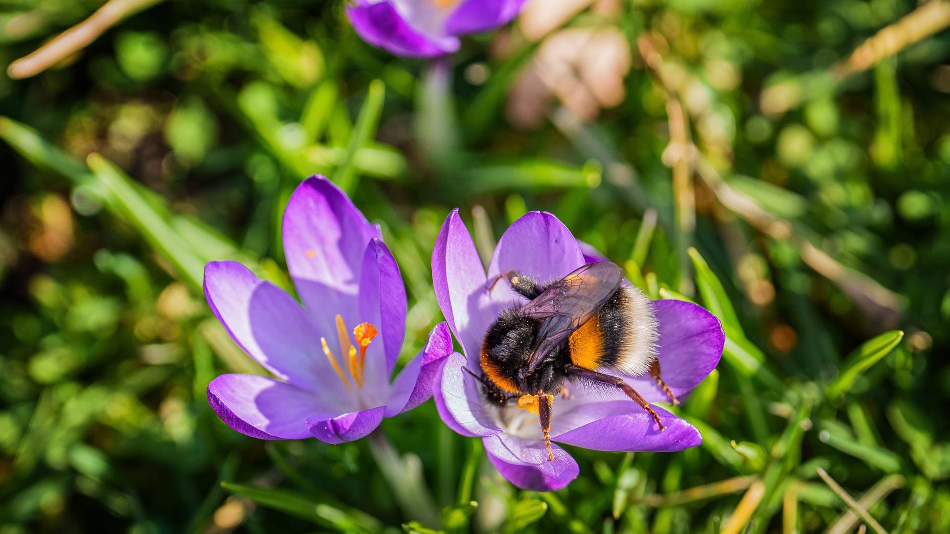 Frühlingsboten im Schlosspark