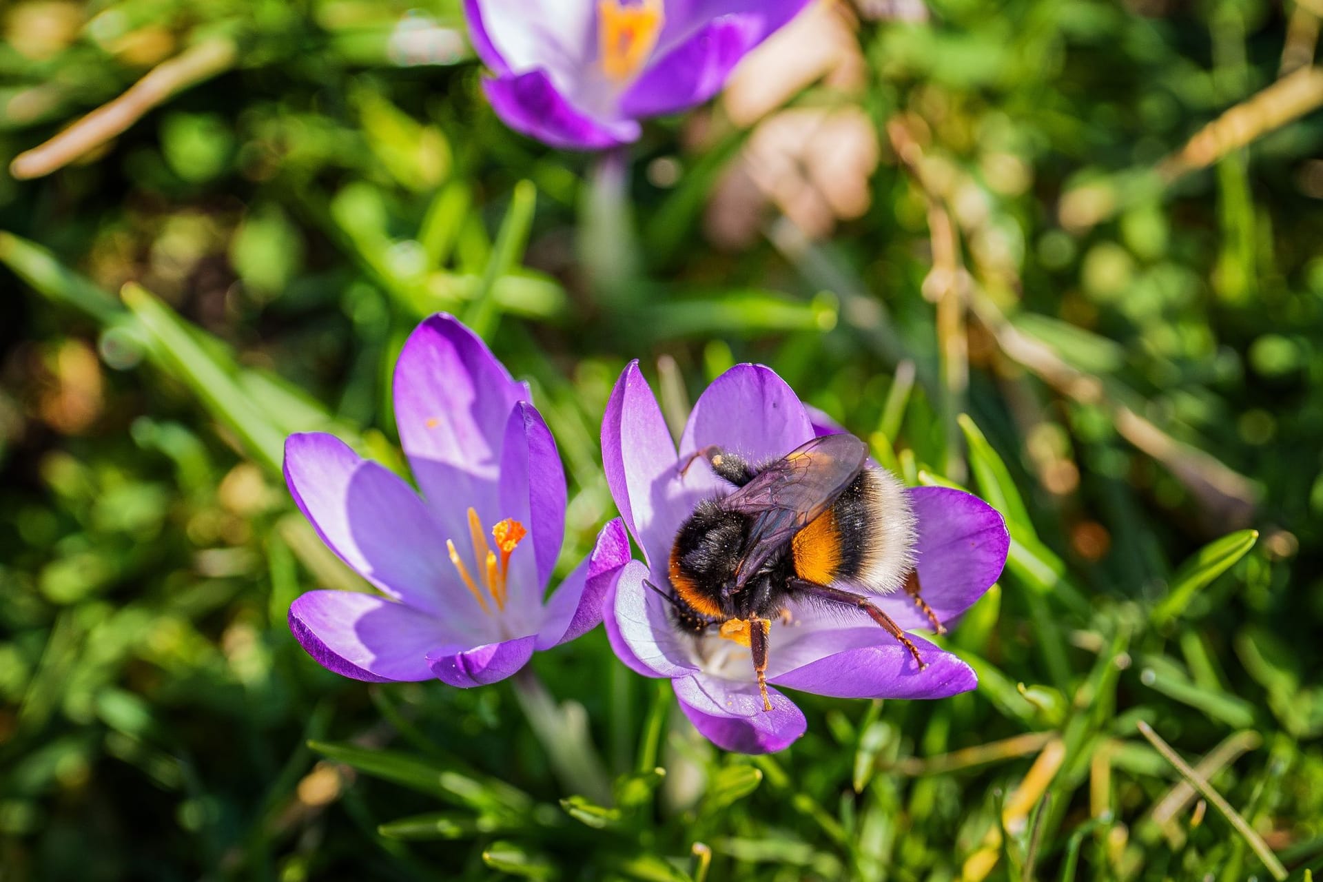 Frühlingsboten im Schlosspark