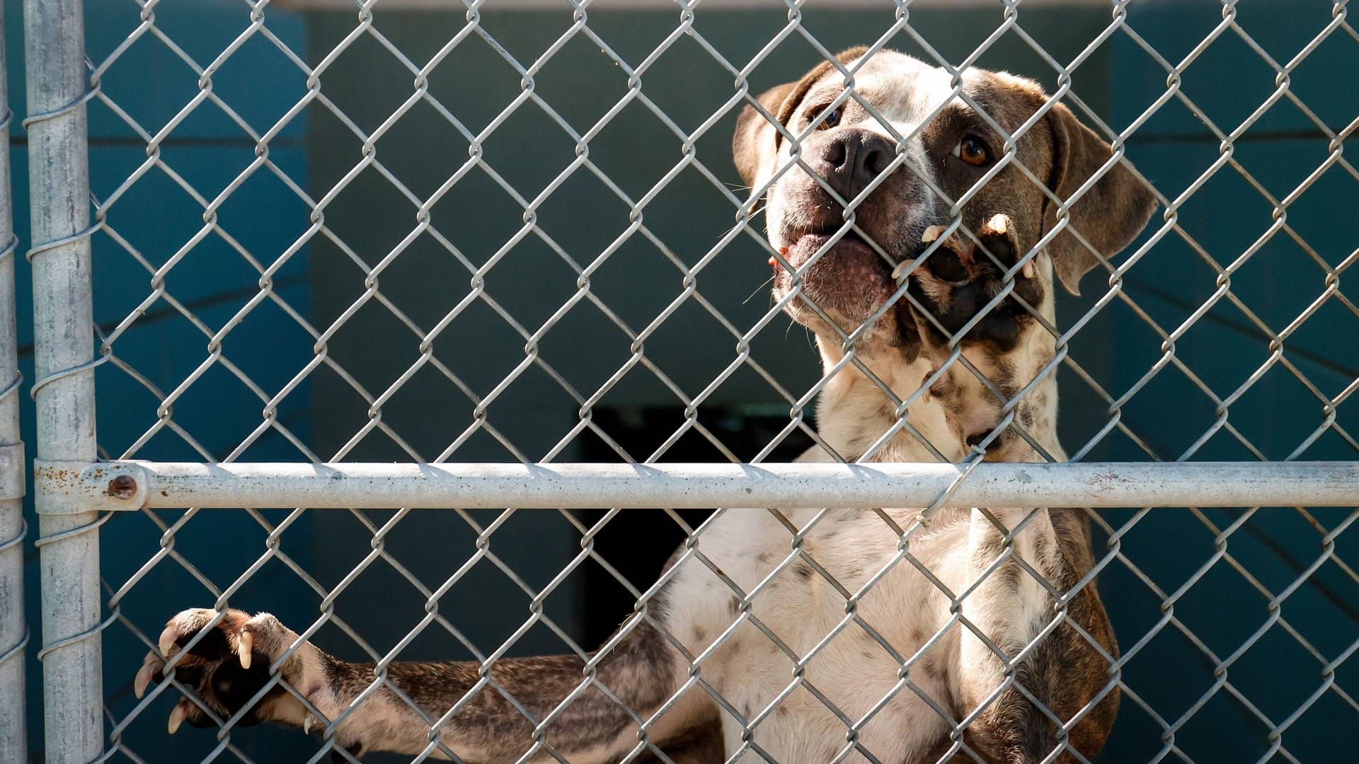 American-Staffordshire-Terrier-Mix (Symbolbild): Hund Ice wurde in ein Tierheim in Hamburg gebracht.