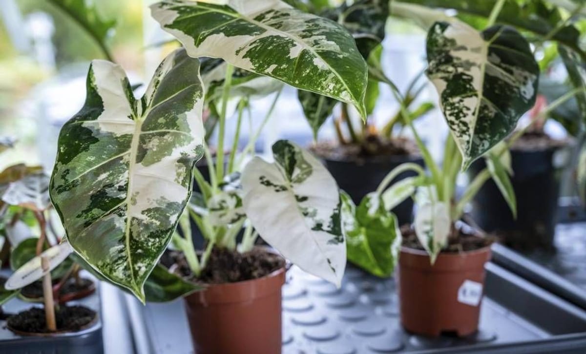 Alocasia Frydek Variegata Pflege Die besten Tipps und Tricks