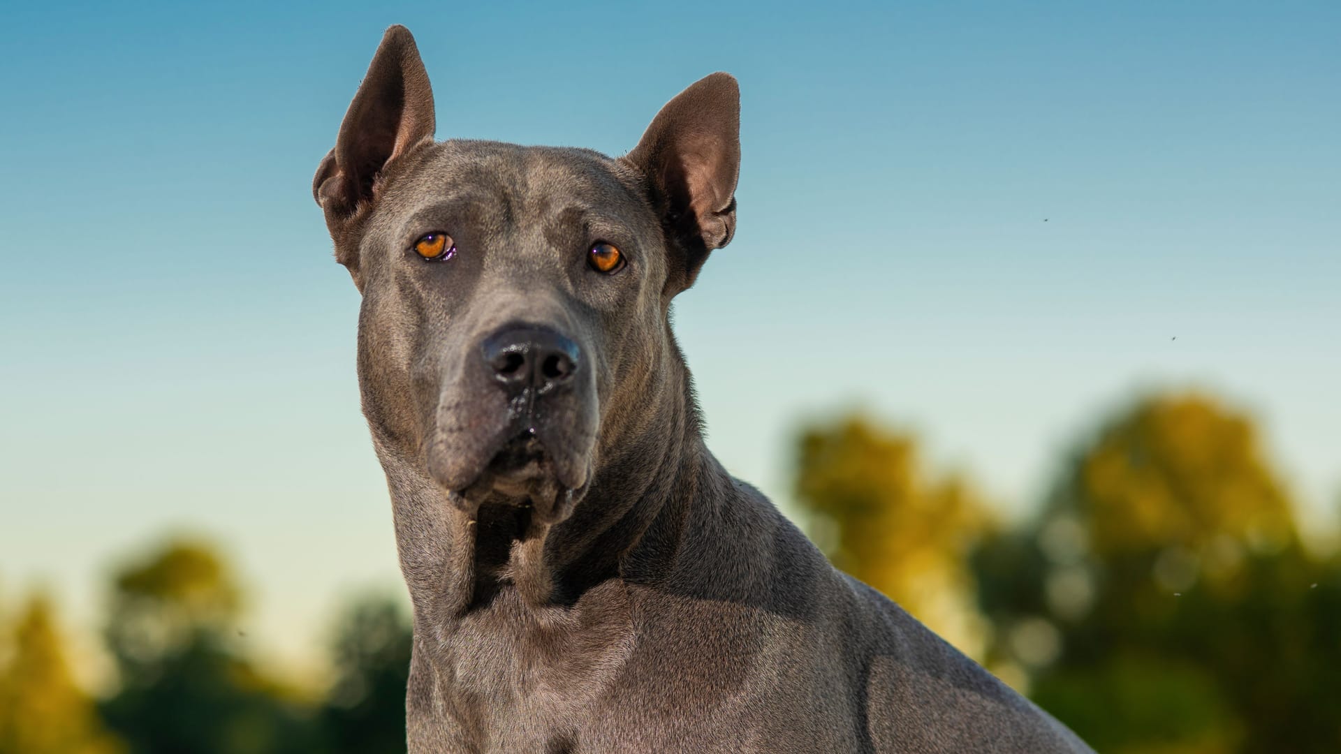 Thai Ridgeback on a yacht.