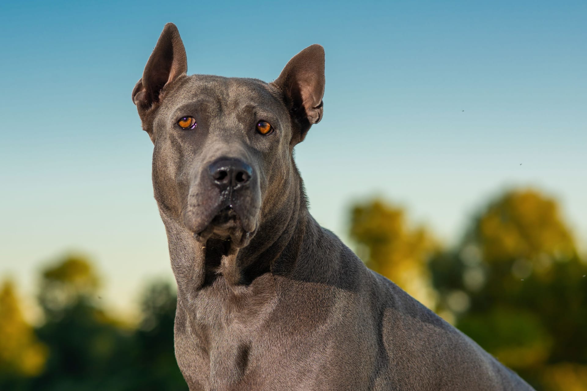 Thai Ridgeback on a yacht.