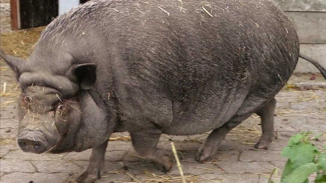 Weil er lange Zeit so übergewichtig war, ist Schwein Ludwig auf beiden Augen sehbehindert.