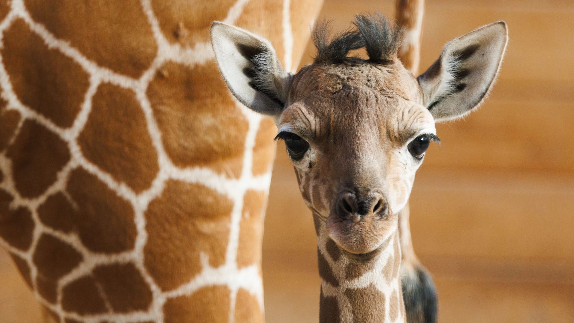 Das Giraffenjunge Kianga steht vor seiner Mutter Kimia. In den frühen Morgenstunden des 10. März wurde das Jungtier geboren. Es ist ein Weibchen. Es ist der erste Netzgiraffen-Nachwuchs im Opel-Zoo seit 1984.