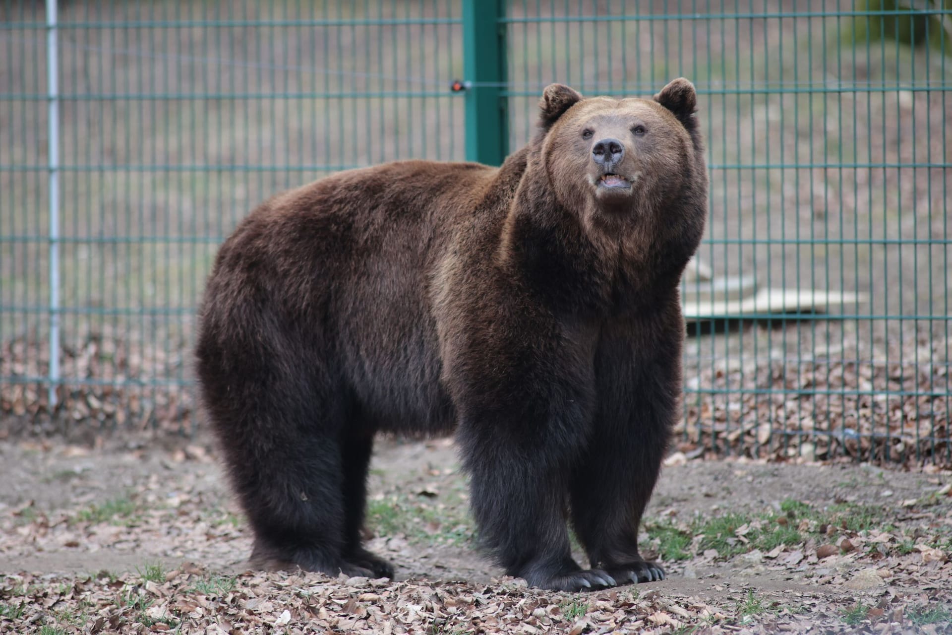 Braunbär Moritz ist aus der Winterruhe erwacht: Er läuft wieder durch das Gehege im Tierpark in Thale.