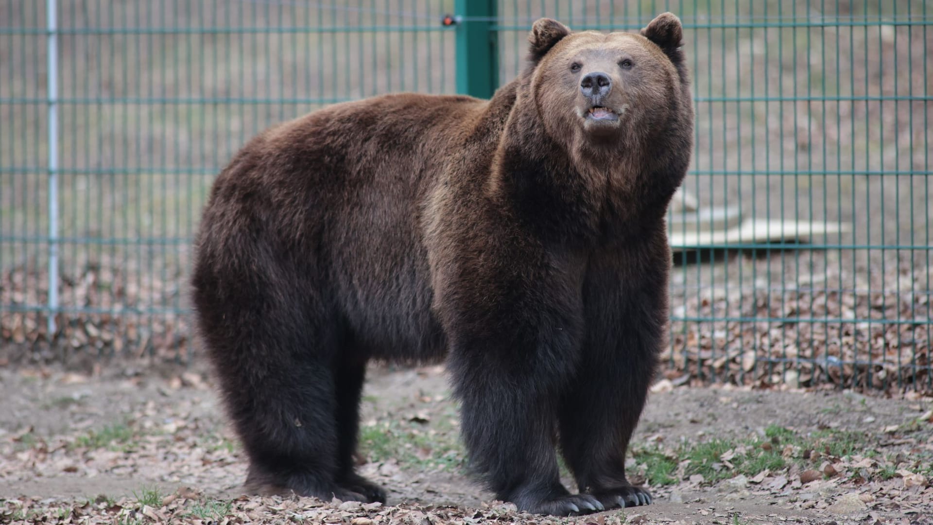 Braunbär Moritz ist aus der Winterruhe erwacht: Er läuft wieder durch das Gehege im Tierpark in Thale.