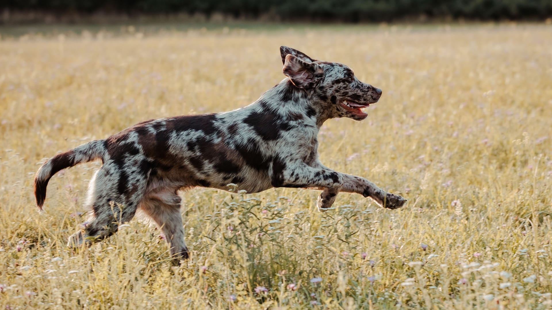 Adorable Catahoula Leopard Dog leaps into a lush, grassy meadow surrounded by tall trees