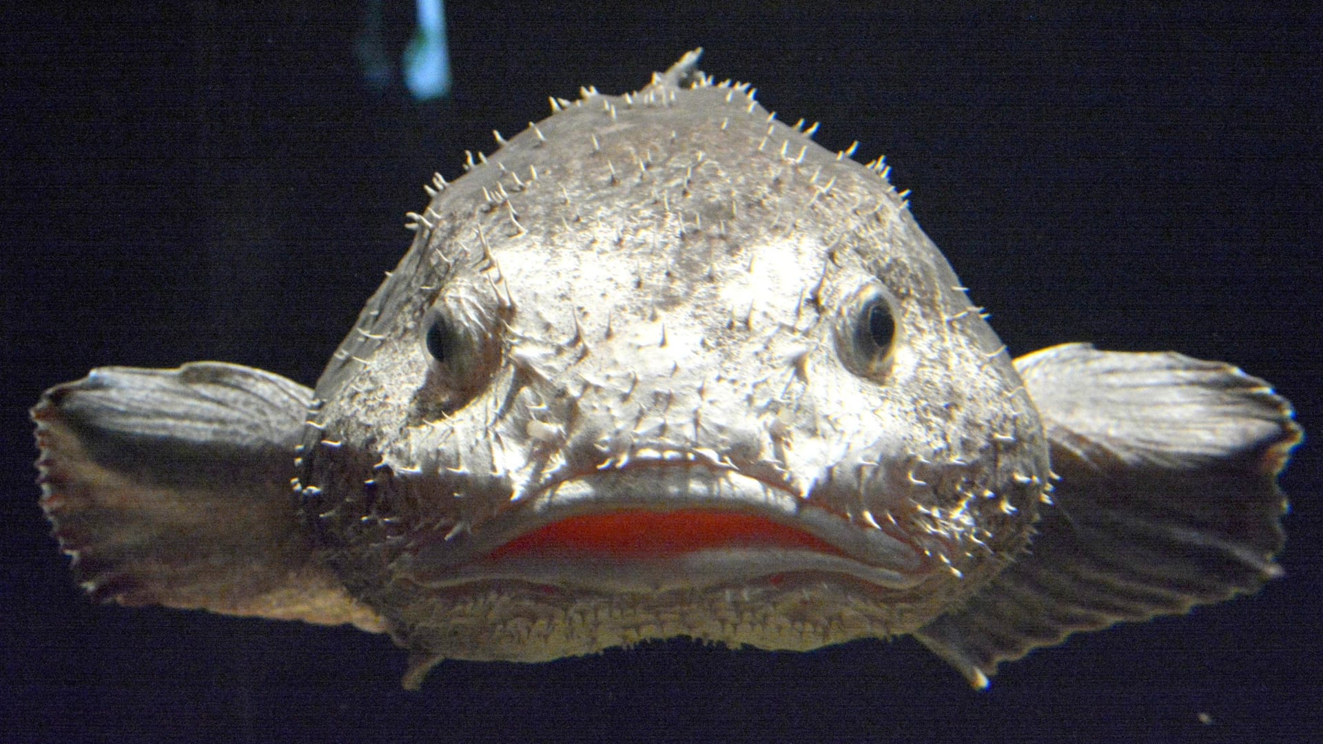 In ihrer natürlichen Umgebung sind Blobfische gar nicht so hässlich.