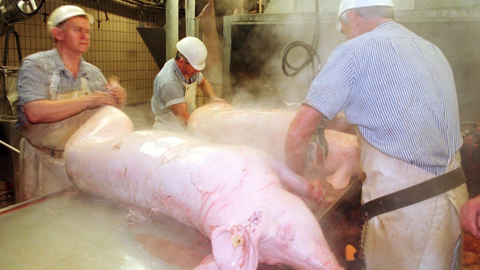 Metzger mit einem frisch geschlachteten Schwein (Symbolbild): In Aschaffenburg wird es für das Unternehmen wohl nicht weitergehen.