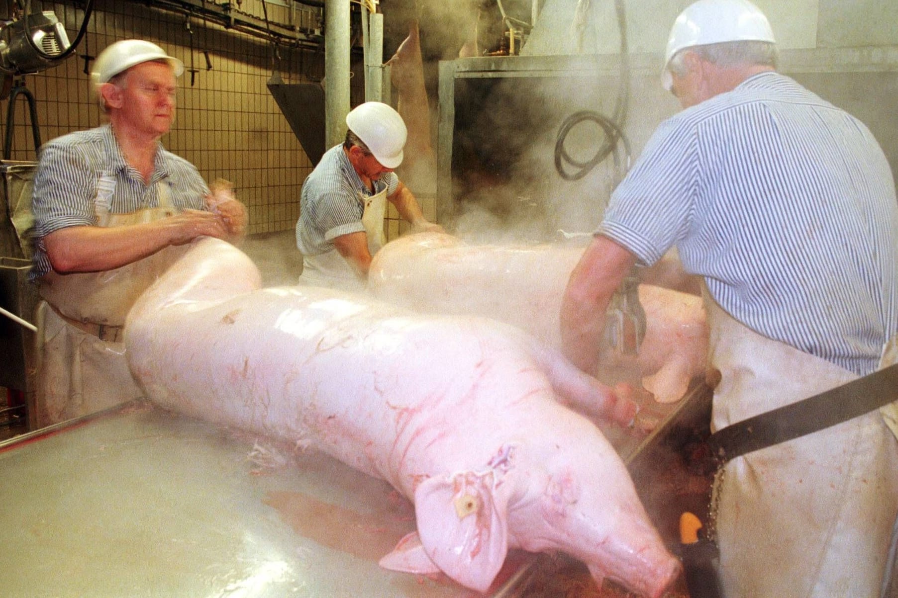 Metzger mit einem frisch geschlachteten Schwein (Symbolbild): In Aschaffenburg wird es für das Unternehmen wohl nicht weitergehen.