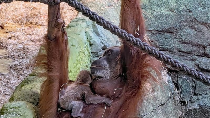 Orang-Utan-Dame Daisy hangelt sich mit ihrem noch namenlosen Nachwuchs im Arm durch das Gehege.