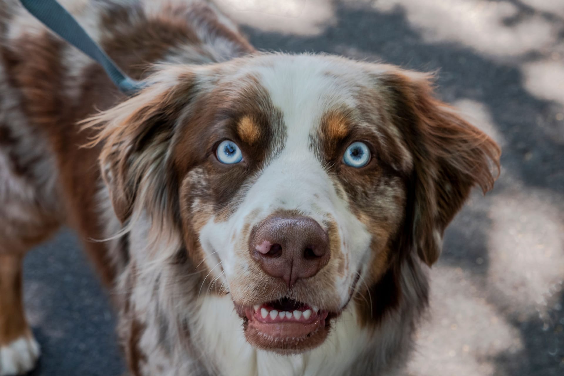 Blaue Augen bei einem Australian Shephard: Dahinter steckt ein Gendefekt.