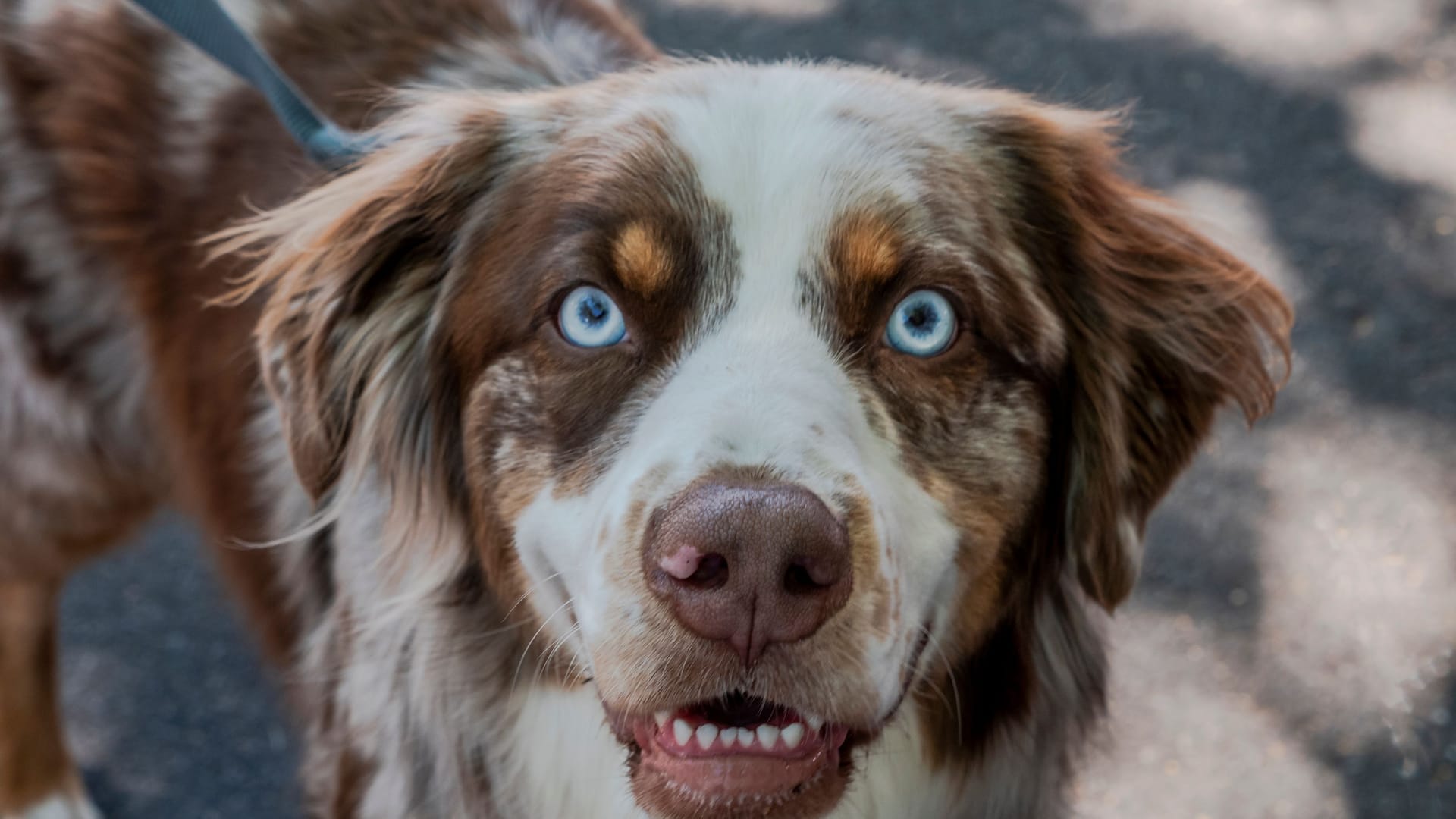 Blaue Augen bei einem Australian Shephard: Dahinter steckt ein Gendefekt.