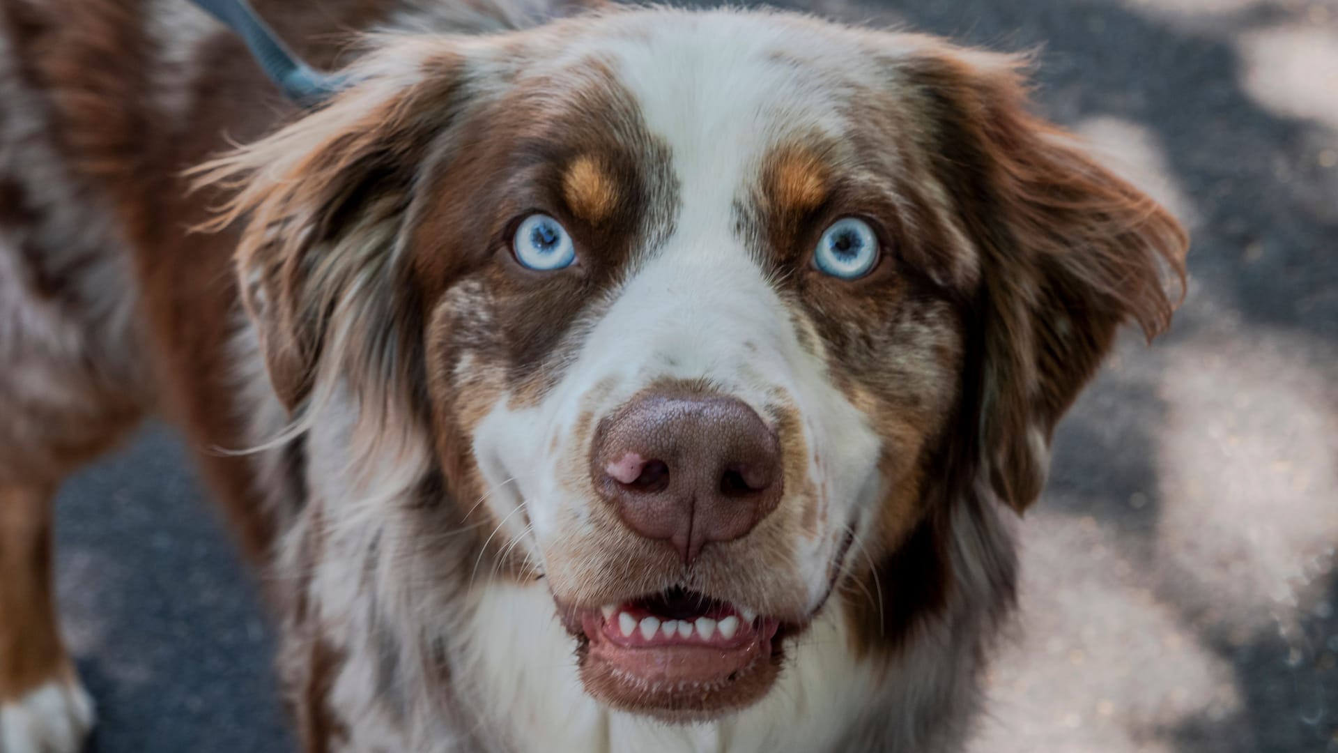 Blaue Augen bei einem Australian Shephard: Dahinter steckt ein Gendefekt.