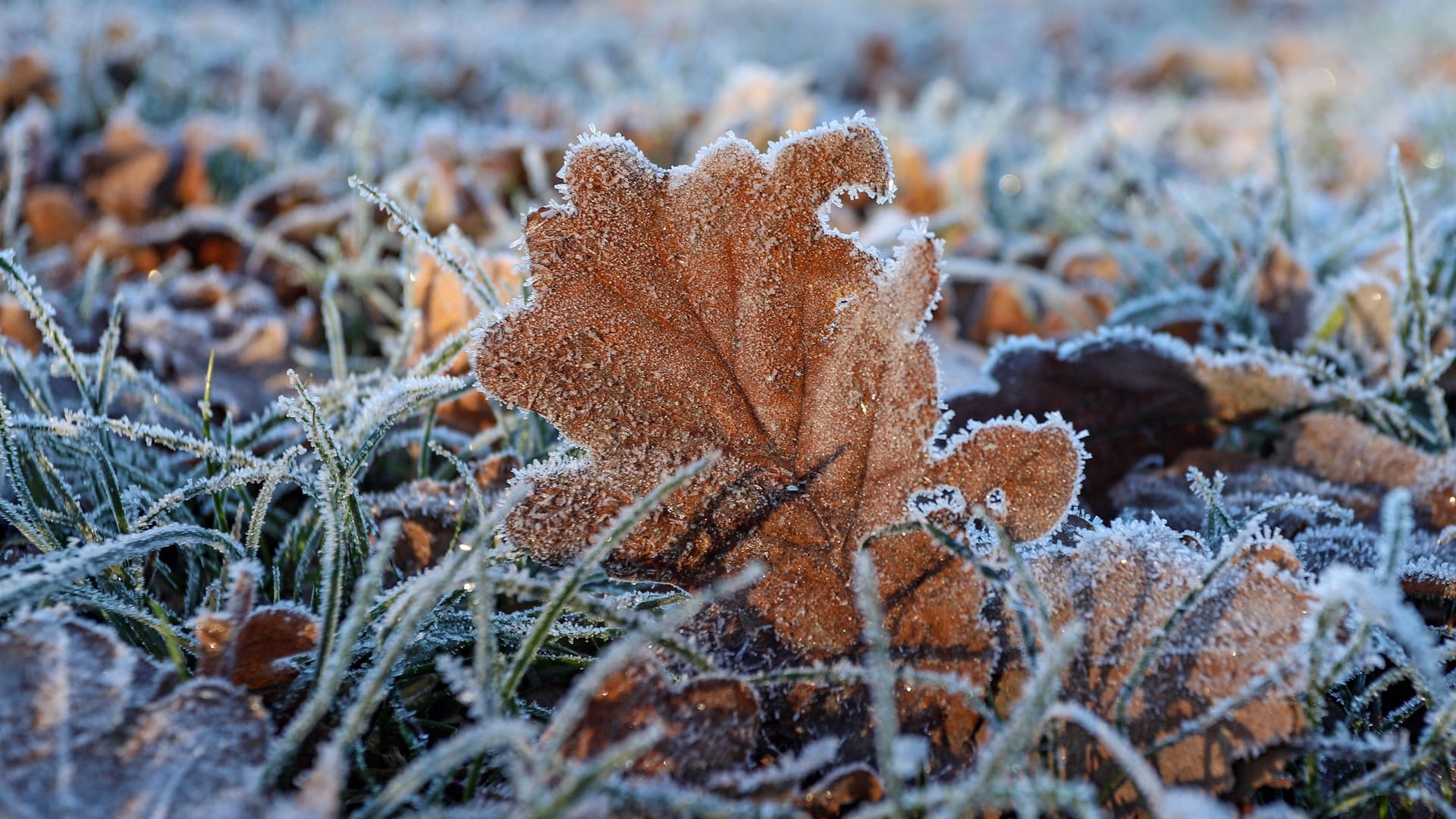 Bodenfrost in Nordrhein-Westfalen (Symbolbild): Köln und die Region erwarten bis Mittwoch eisige Temperaturen – dann wird es mit fast 25 Grad frühlingshaft. Bodenfrost in Nordrhein-Westfalen (Symbolbild): Köln und die Region erwarten bis Mittwoch eisige Temperaturen – dann wird es mit fast 25 Grad frühlingshaft.