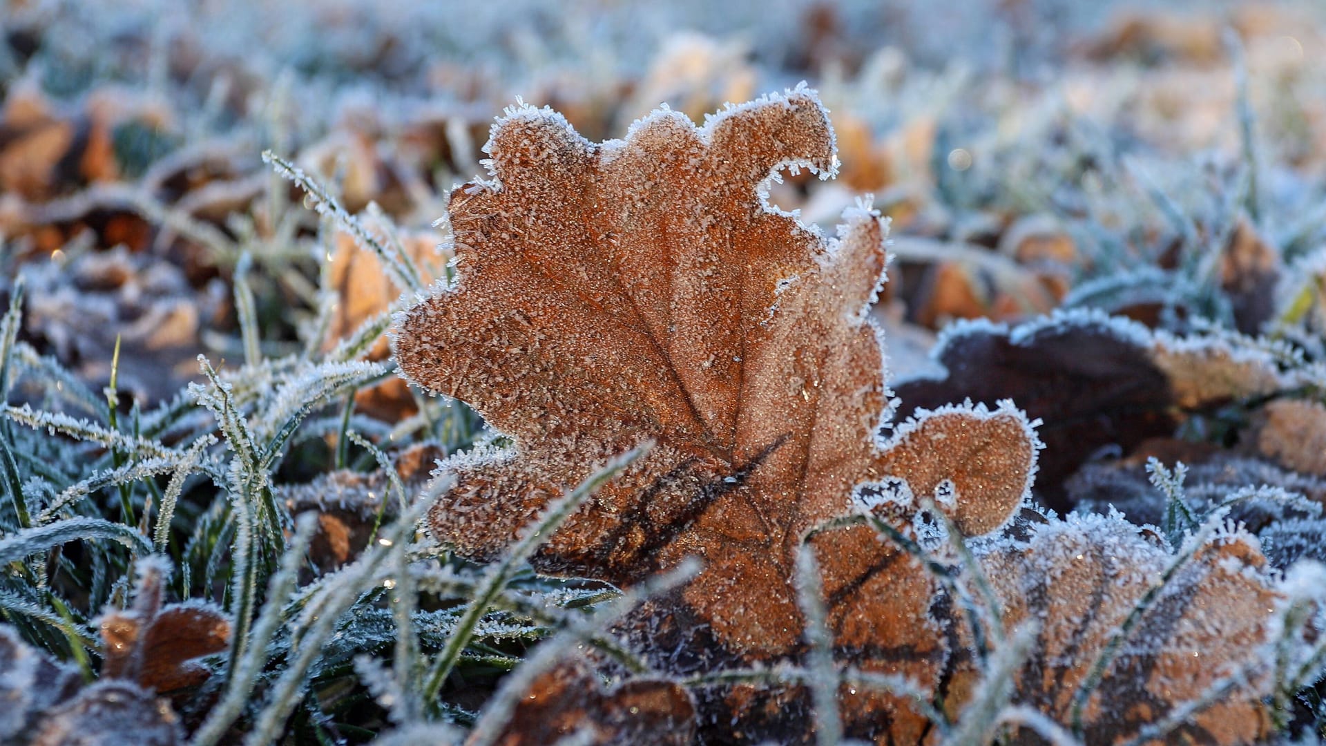 Bodenfrost in Nordrhein-Westfalen (Symbolbild): Köln und die Region erwarten bis Mittwoch eisige Temperaturen – dann wird es mit fast 25 Grad frühlingshaft.