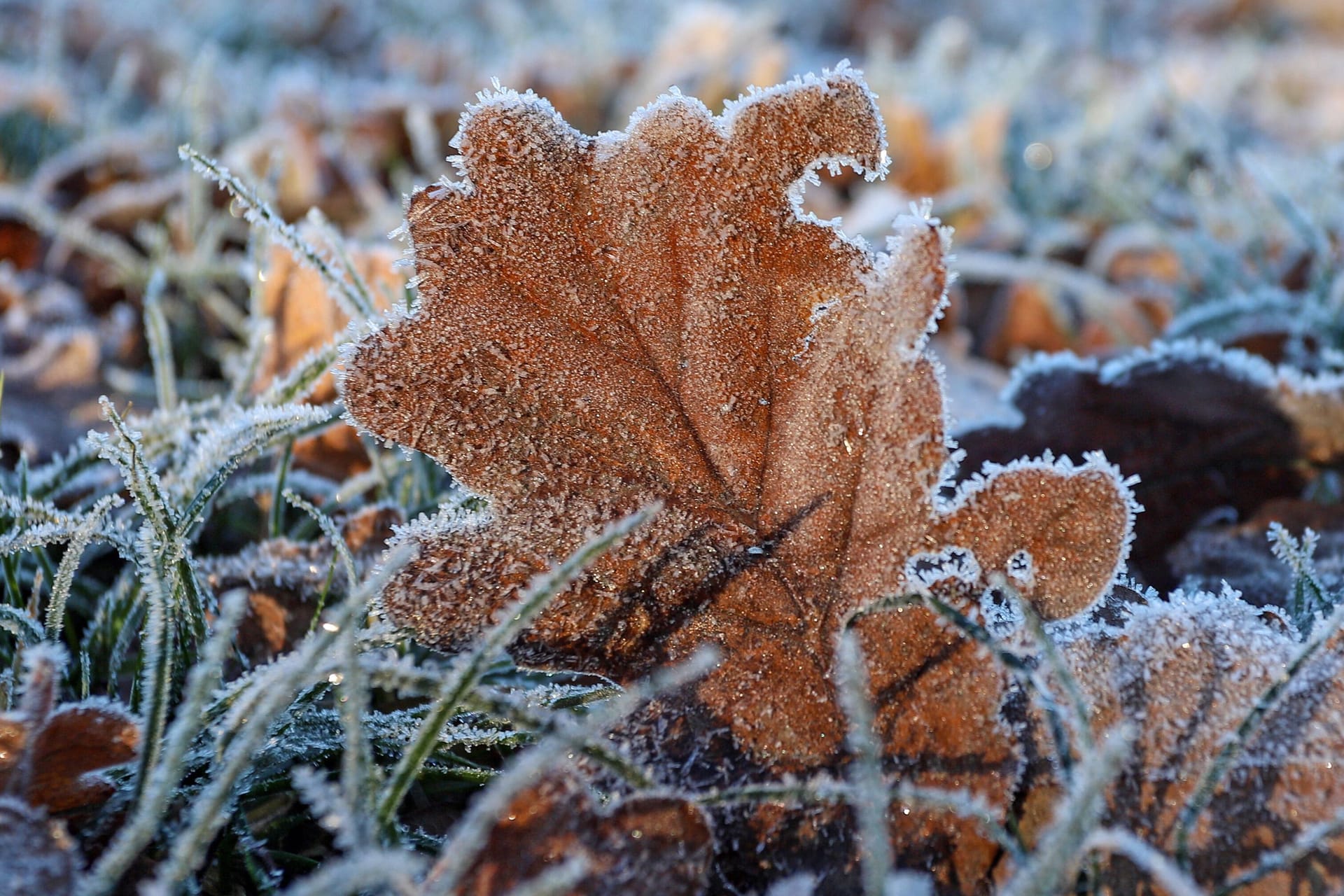 Bodenfrost in Nordrhein-Westfalen (Symbolbild): Köln und die Region erwarten bis Mittwoch eisige Temperaturen – dann wird es mit fast 25 Grad frühlingshaft.