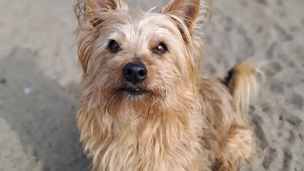 Sitzt seit Januar im Hamburger Tierheim: Toni wünscht sich ein neues Zuhause.