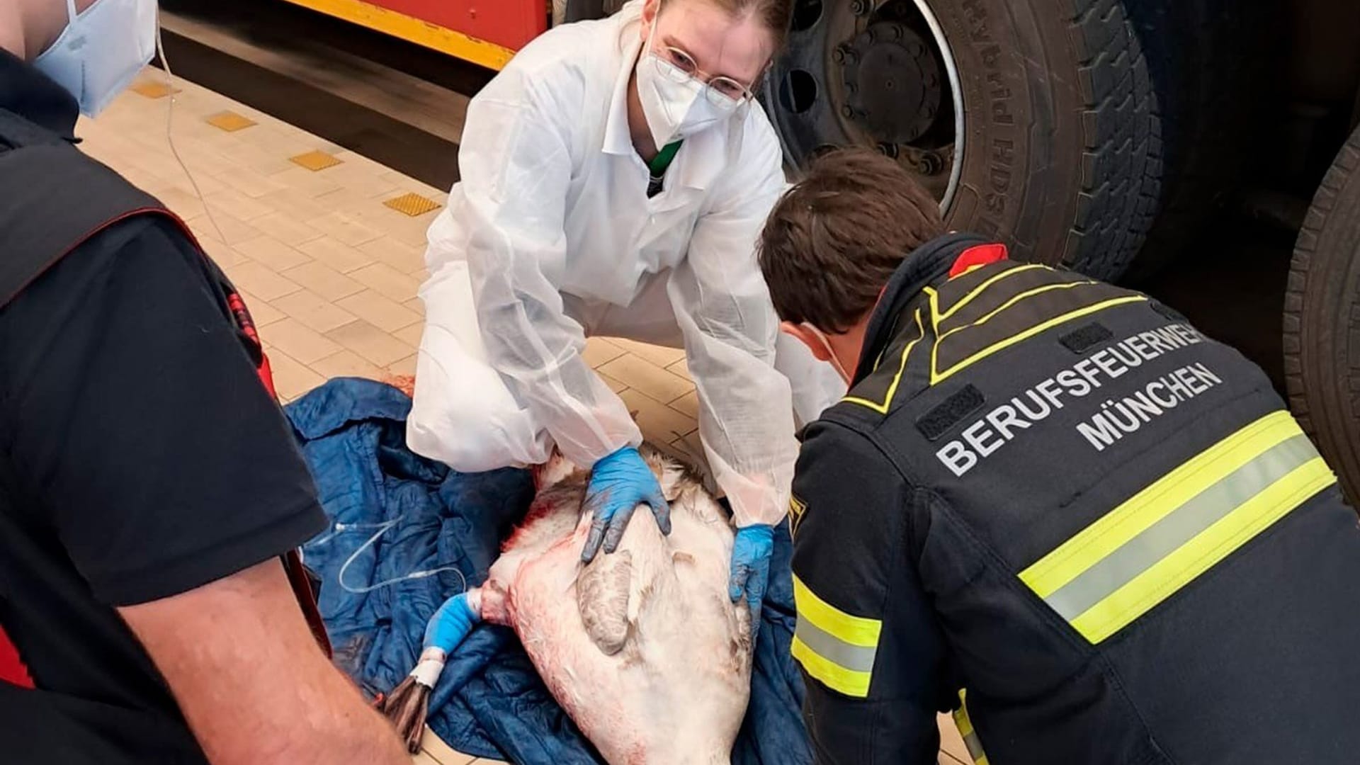 Verletzter Schwan wird in Feuerwehrhaus behandelt