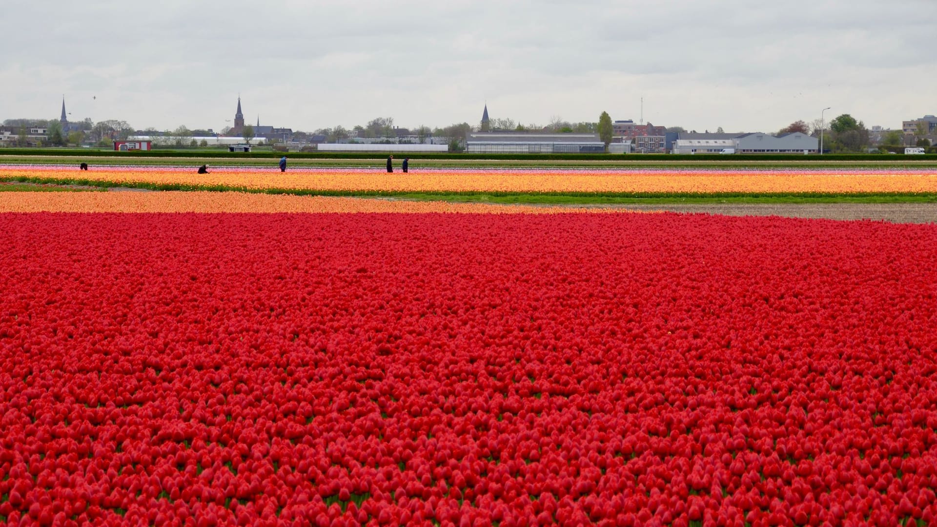 Tulpenfelder bei Lisse in den Niederlanden