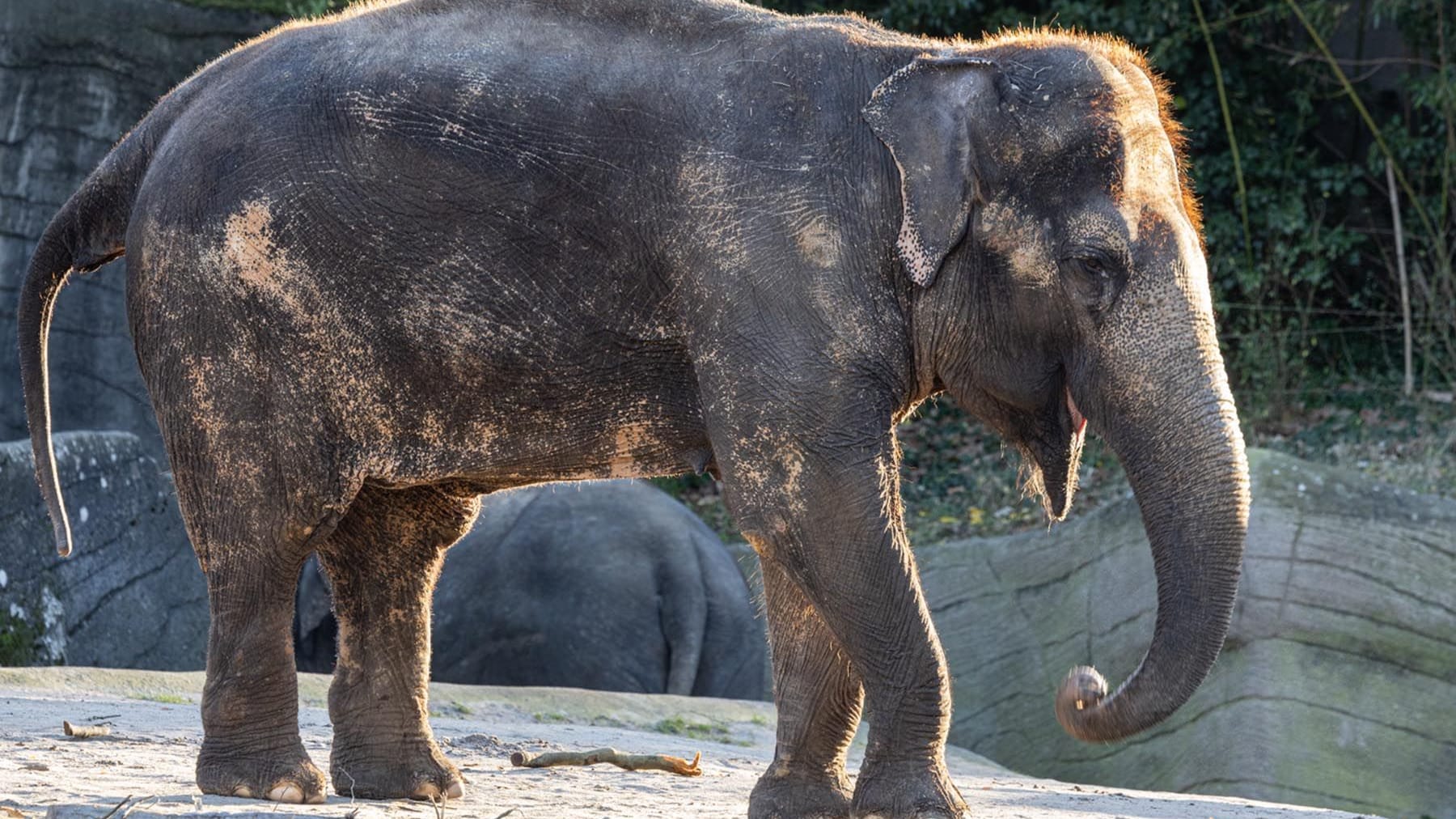 Elefantenkuh Shandra im Tierpark Hagenbeck: Das Tier hatte zuletzt immer wieder mit Schwächeanfällen zu kämpfen.