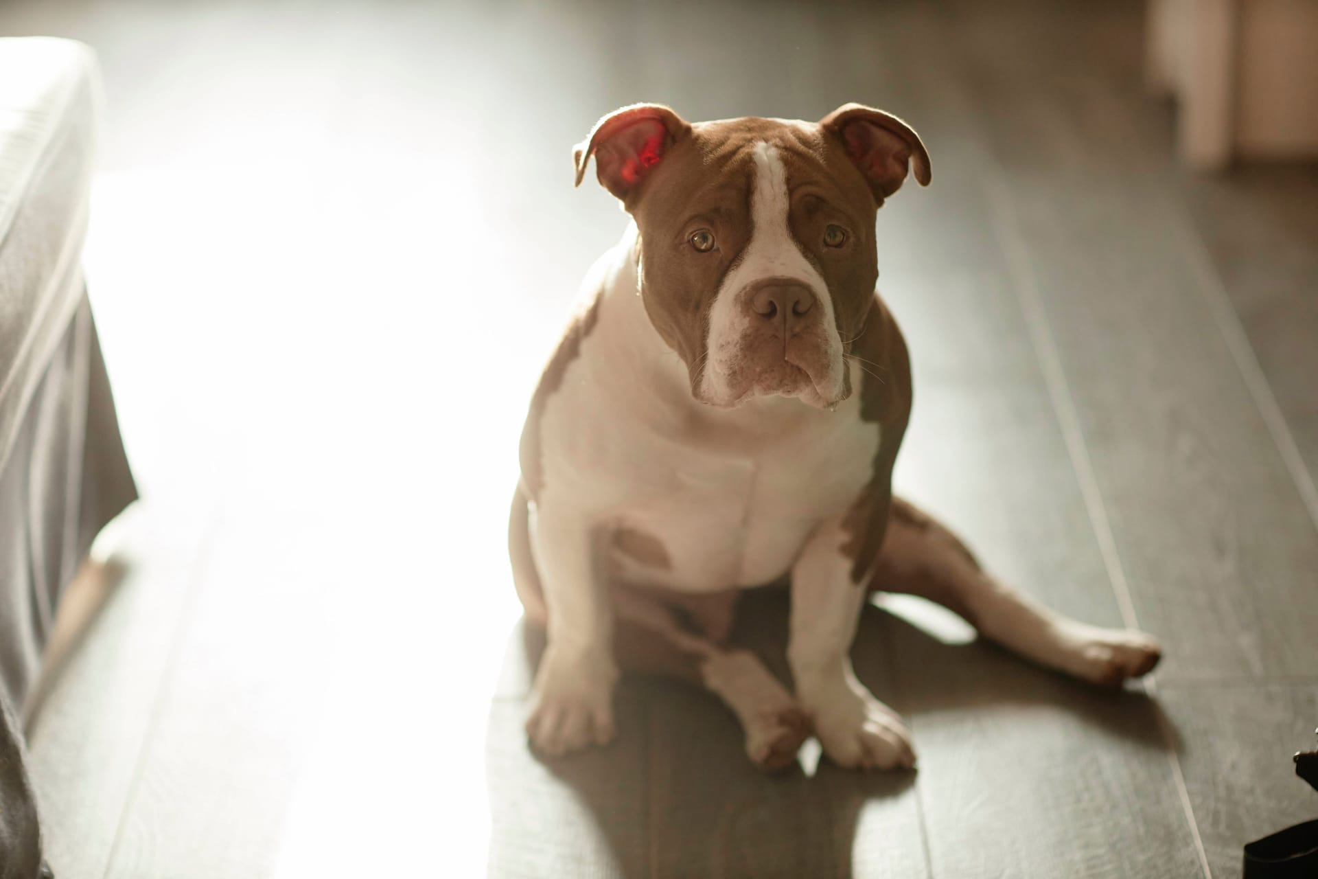 Hund sitzt auf Zimmerboden (Symbolbild): Ein verspielter Pitbull wird unfreiwillig Akteur bei einem Schusswaffenunfall.